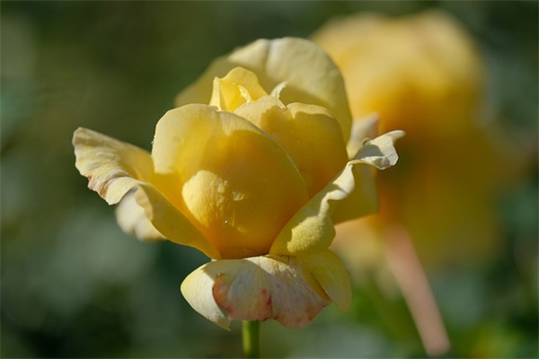 搞笑自恋无节操句子