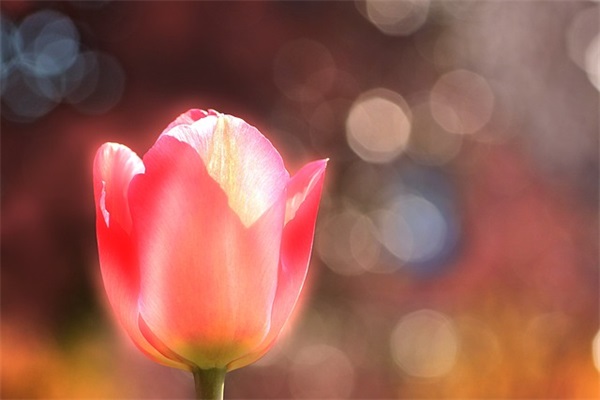 有品味女人的网名(优选352个)