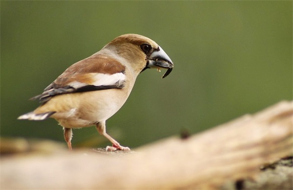 大班小朋友父母寄语 【100句精选】