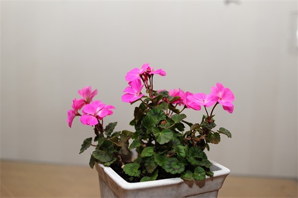 高三的新学期寄语 【高三的新学期寄语怎么写】