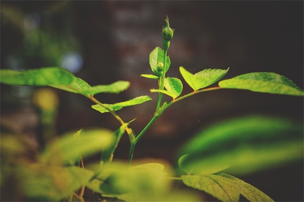 描写女子气质的句子