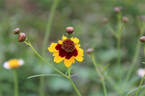 阳光有活力的网名(169个)