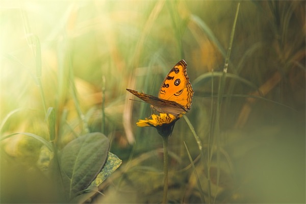 明日之后好听的游戏女名字免费复制（好听明日之后好听的游戏女名字）
