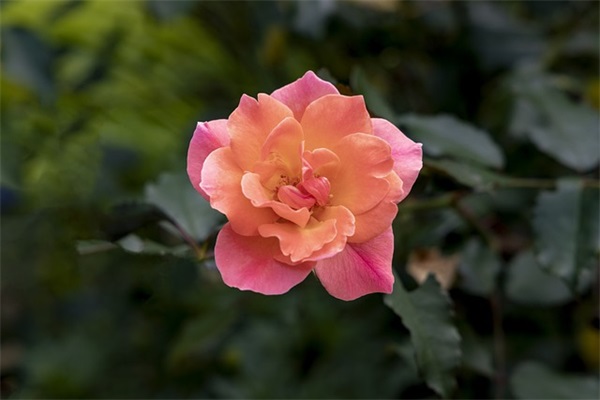 穿越火线手游女生的游戏名字免费复制（霸气冷漠穿越火线手游女生的游戏名字）