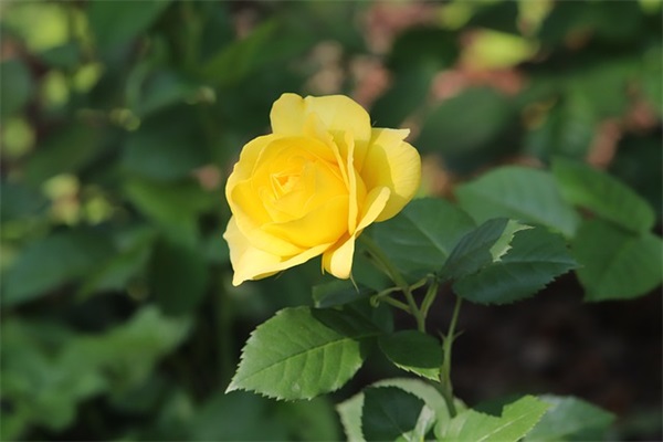 女儿成人礼寄语简短 【女儿成人礼的祝福短语】