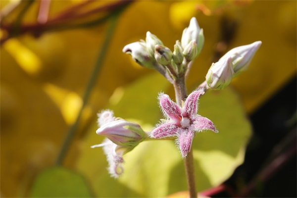 幼儿园小孩子对老师的寄语 【幼儿园小盆友对老师的话】