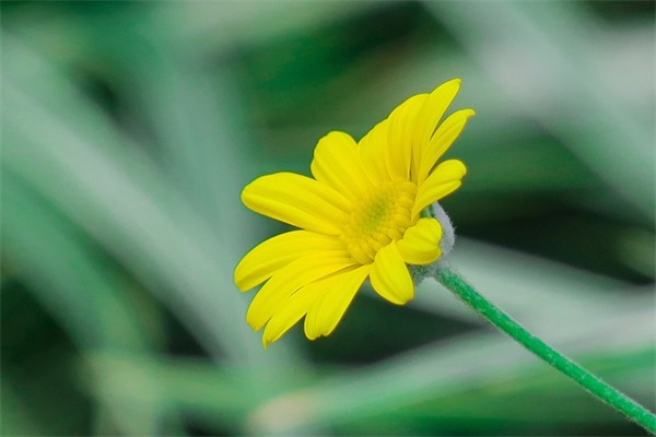 描写七夕情人节的句子 七夕情人节最浪漫的句子