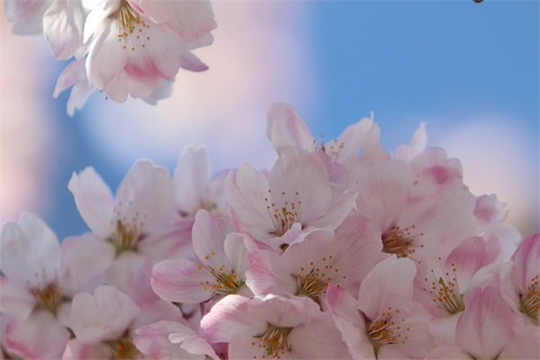 理想的优美句子90句