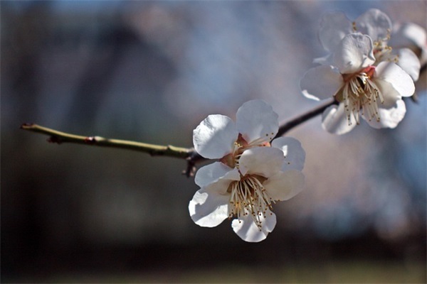 心碎到撕心裂肺的句子