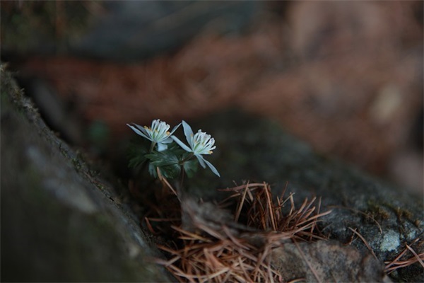 对大班毕业孩子的希望和寄语-56句