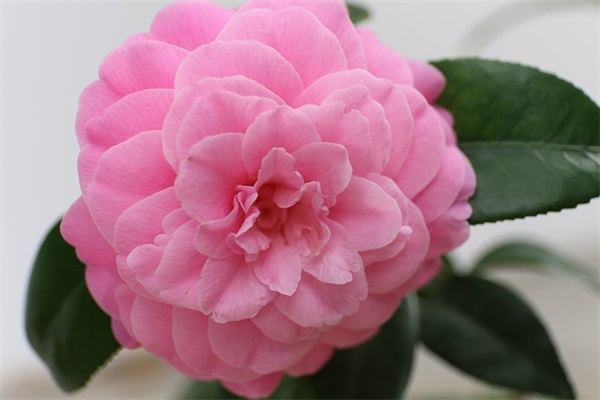 爸爸对女儿的生日寄语短句-54句