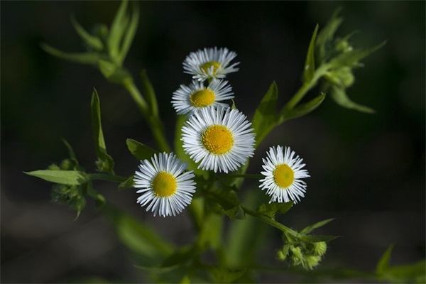 小学毕业经典家长寄语大全-51句