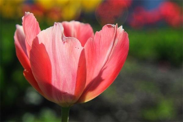 升小学家长寄语-56句