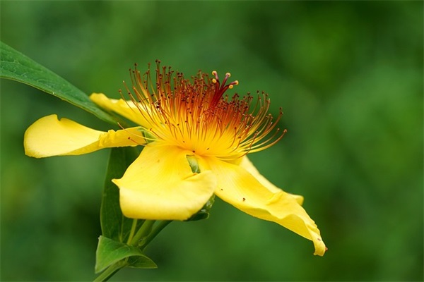 大班幼儿毕业寄语大全-53句