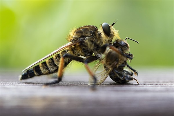 steam吃鸡的英文名字