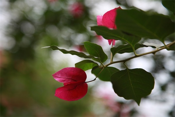 悲惨世界经典句子