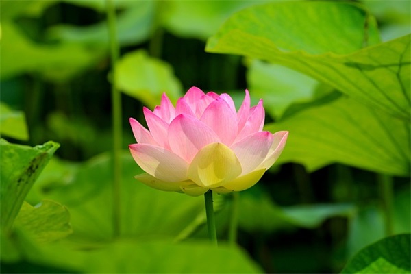 关于端午节的好句子