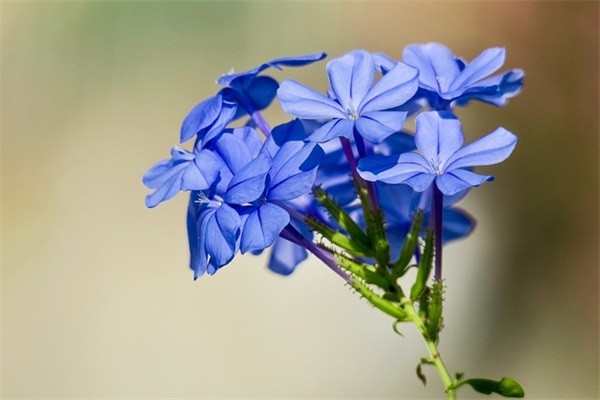 推荐带粥的网名女孩英文