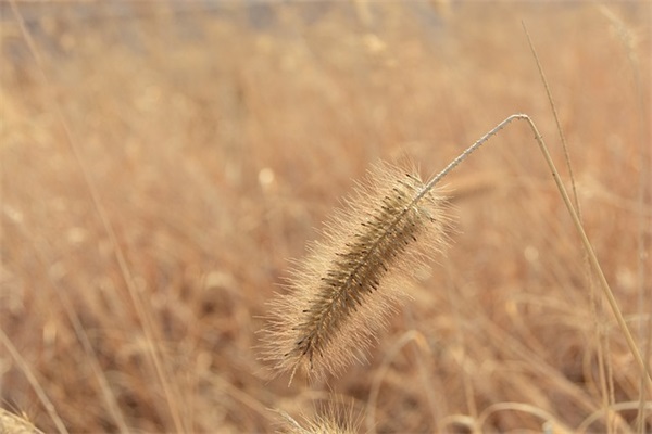 2026描写长江的句子