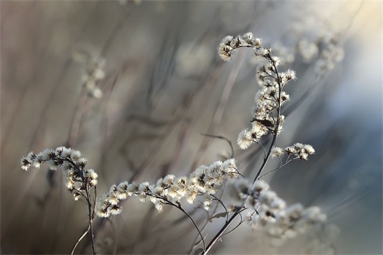 给女生的简短古风表白句子65条