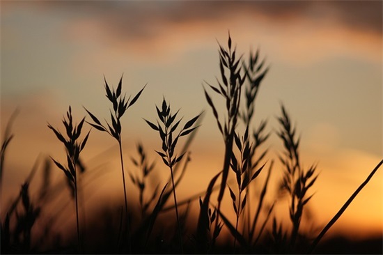 会计专业大四毕业生求职信