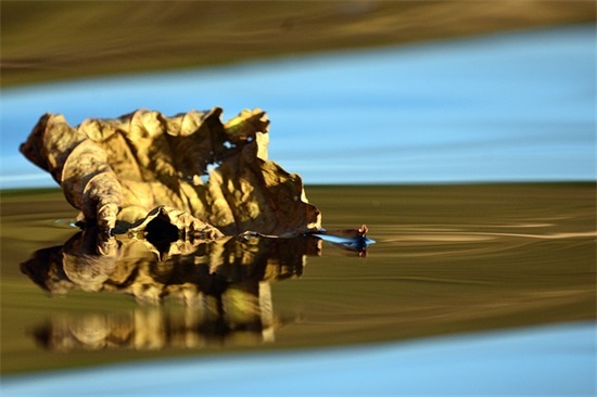 2025虎年寄语文案简短-54句