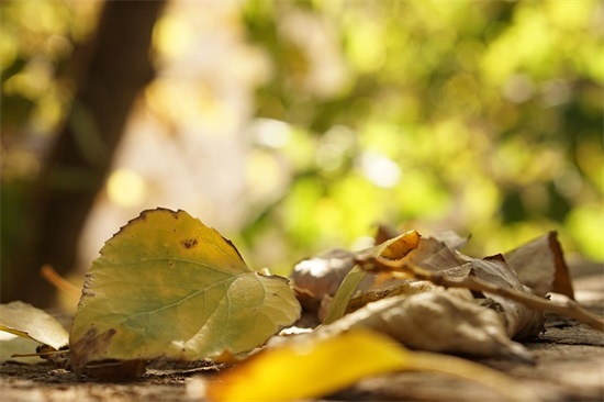 对闺蜜的寄语-50句