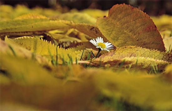 妈妈给小学毕业生的寄语怎么写-26句