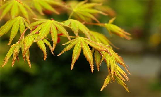 有关父母之爱的句子