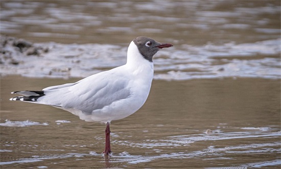 个性网名带符号好听