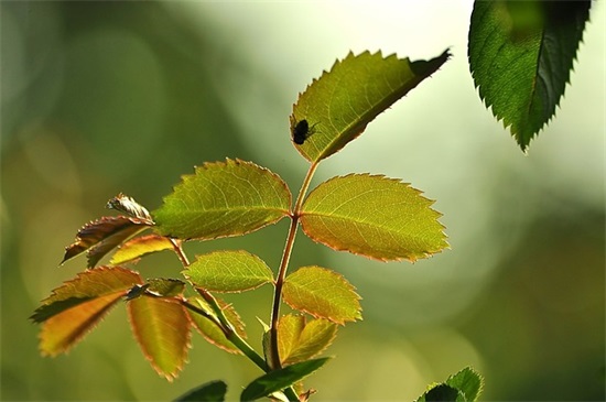 哄人开心的小句子