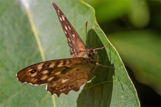学习优美句子 有关学习的优美句子