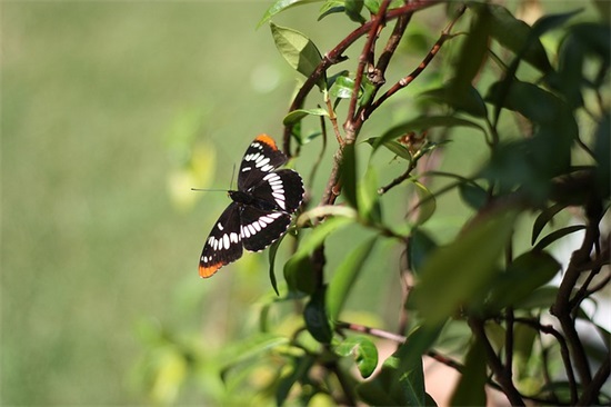计算机反病毒论文