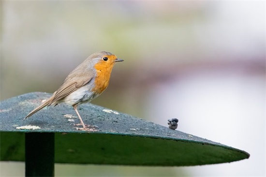 6岁成长寄语家长的话-62句