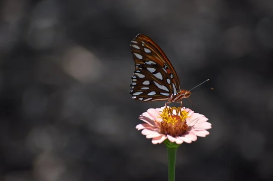 女生节创意祝福语95句