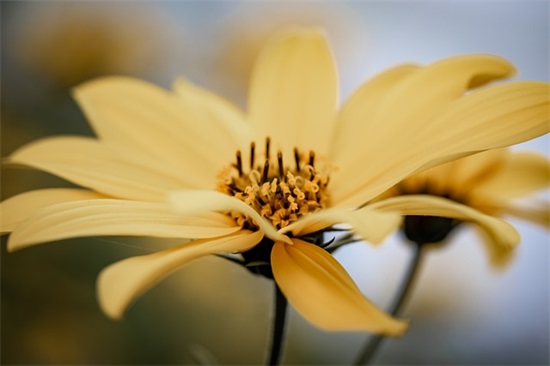 元旦祝福语老师的祝福语