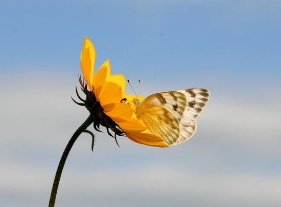 立夏寄语简短一句话-54句