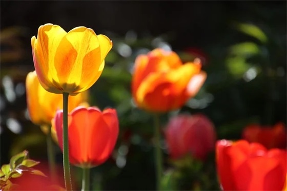 寄语美好祝愿-52句