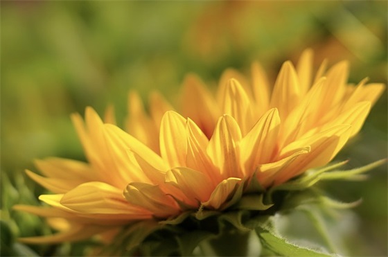 爸爸妈妈鼓励幼儿成长的寄语-52句