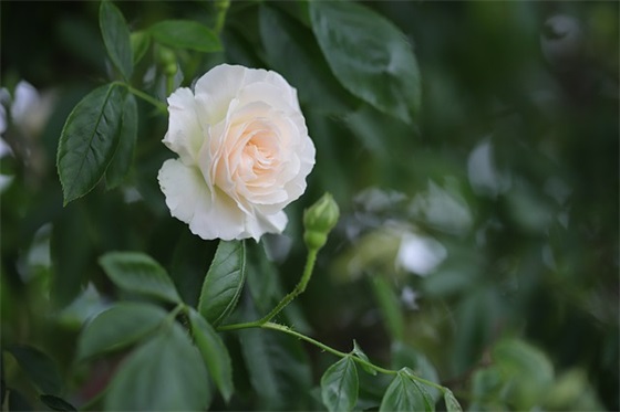 祝40岁的男人生日寄语-55句