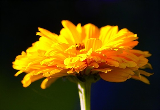 好友生日寄语-52句