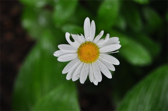 幼儿园小朋友过生日老师寄语-51句