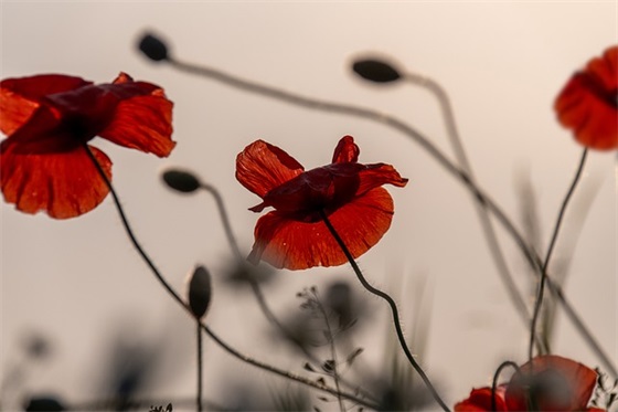 父母给儿子的温馨寄语-50句