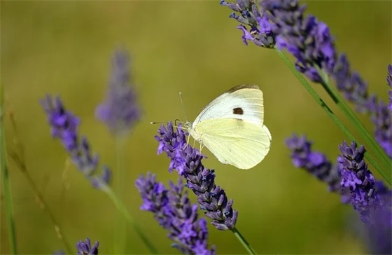 情侣网名有带日的