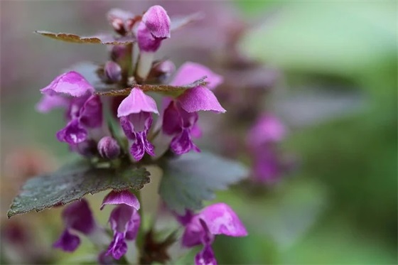 推荐网名带正字女的