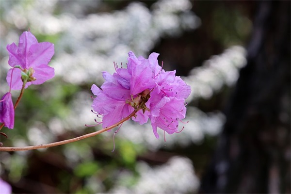 感恩的谚语格言63句