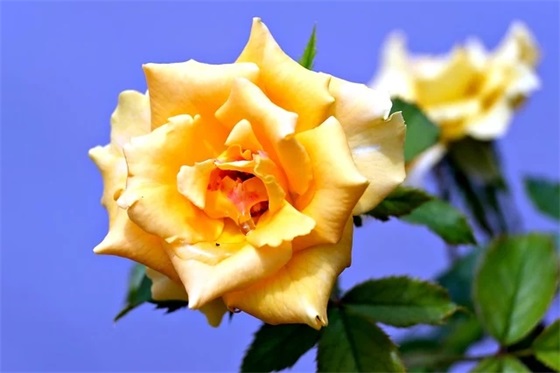 孤单寂寞的网名大全