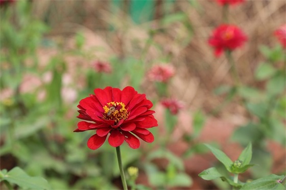 唯美清新古风网名