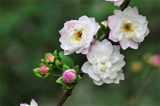 二十九年绒婚祝福词 60年钻石婚祝福词