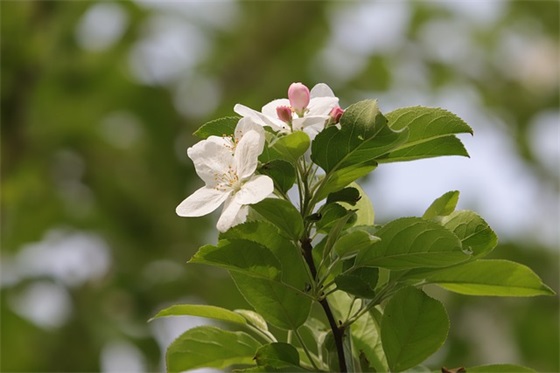 同庆中秋教师节热门句子